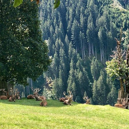 Haizelrock Kirchberg in Tirol Exteriör bild