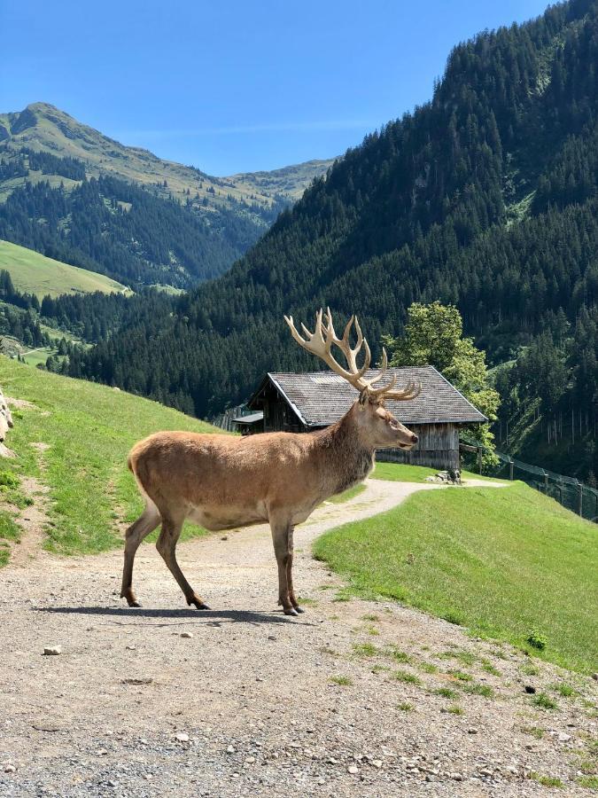 Haizelrock Kirchberg in Tirol Exteriör bild