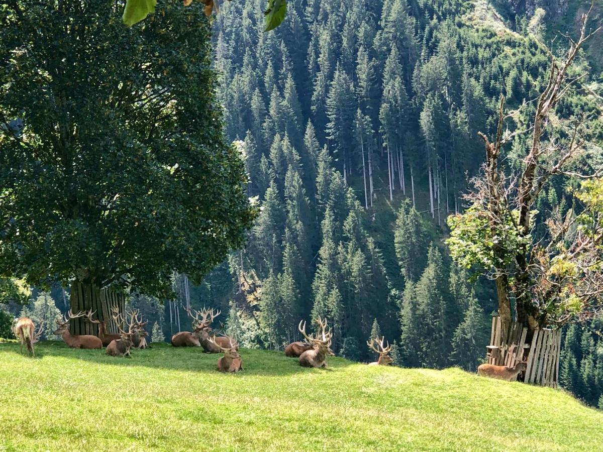 Haizelrock Kirchberg in Tirol Exteriör bild